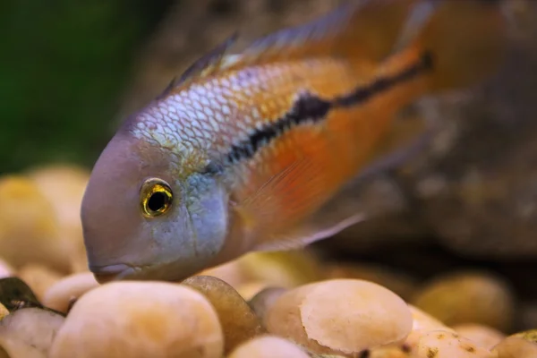 Exotischer Fisch — Stockfoto