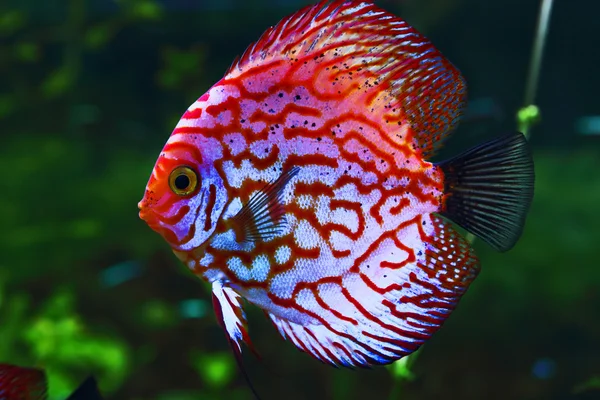 Roze discus — Stockfoto