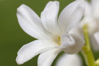 yeşil bir arka plan üzerinde beyaz sümbül