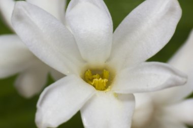 yeşil bir arka plan üzerinde beyaz sümbül