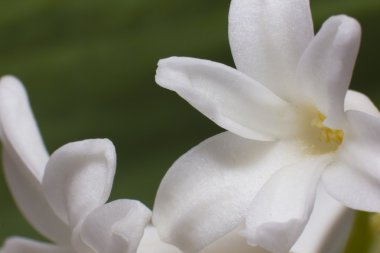 yeşil bir arka plan üzerinde beyaz sümbül