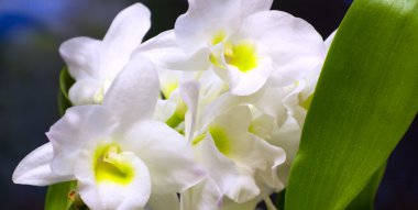 çiçek açması Oda orkide yaprakları ile