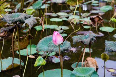 Gölette nilüfer çiçeği