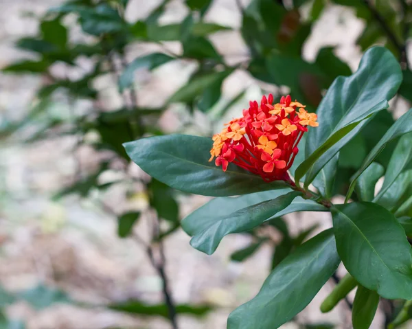 Red Flower — Stock Photo, Image