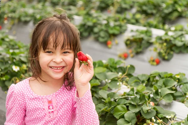 Menina Picking Strwberries em uma fazenda de morango — Fotografia de Stock
