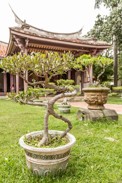 Reihe von Bonsai-Bäumen vor chinesischem Tempel — Stockfoto