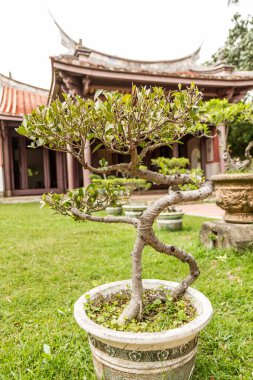 Önünde bonsai bitkileri olan bir Konfüçyüs tapınağı.