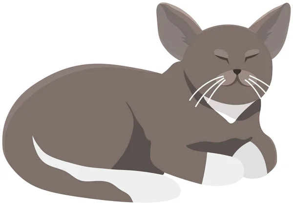 Cute kotek kreskówki z szarym kolorze futra leży z zamkniętymi oczami, ładne zwierzę domowe zwierzę kot — Wektor stockowy