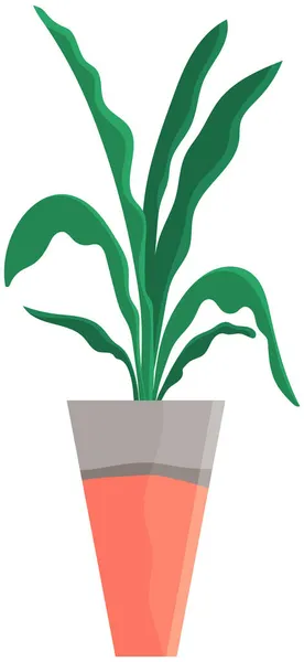 Planta verde decorativa com folhas longas em vaso cerâmico, vaso com planta de sala. Casa planta interior — Vetor de Stock