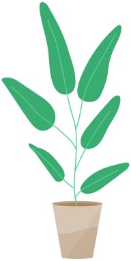 Seramik çömlekte uzun yapraklı dekoratif yeşil bitki, saksıda saksı. Ev içi fabrika