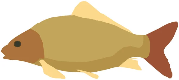 Cocinar el concepto de peces de río. Carpa cruciana con aletas, cola y escamas. Preparación de productos pesqueros fluviales — Archivo Imágenes Vectoriales