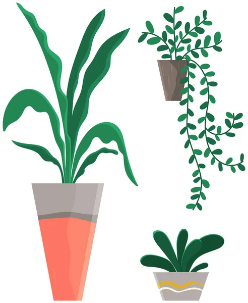 Conjunto decorativo planta verde com folhas longas em vaso cerâmico, panela com planta de sala. Casa planta interior —  Vetores de Stock