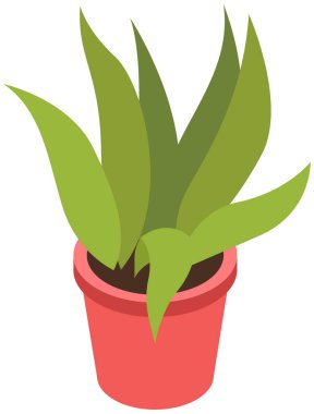 Seramik çömlekte uzun yapraklı dekoratif yeşil bitki, saksıda saksı. Ev içi fabrika