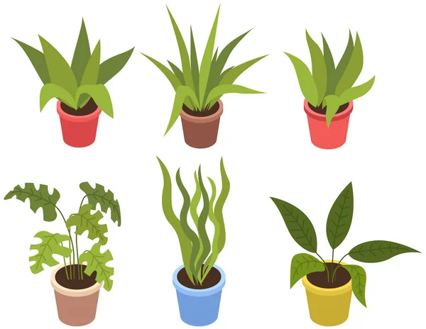 Set decorativo pianta verde con foglie lunghe in vaso di ceramica, vaso con pianta d'appartamento. Home impianto interno — Vettoriale Stock