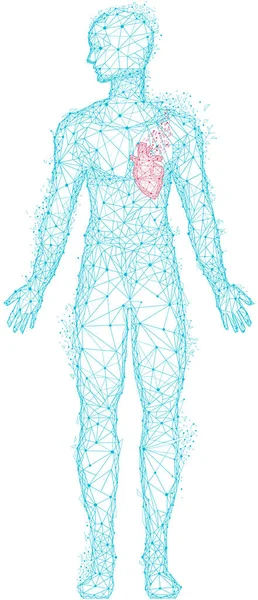 Medical research of human cardiovascular system organ. Polygonal human body with highlighted heart — Stock Vector