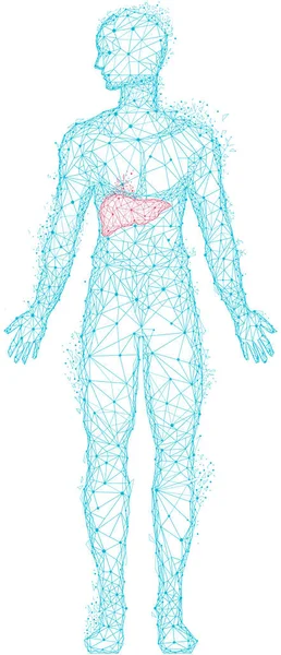 ヒト消化器系器官の医学研究。ハイライト肝臓と多角形の人体 — ストックベクタ