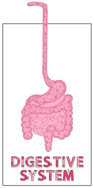 多角形の胃と腸。消化器系器官の現代的な描写 — ストックベクタ