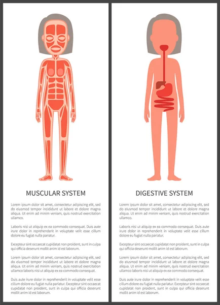 Cartel colorido del sistema muscular y digestivo — Vector de stock