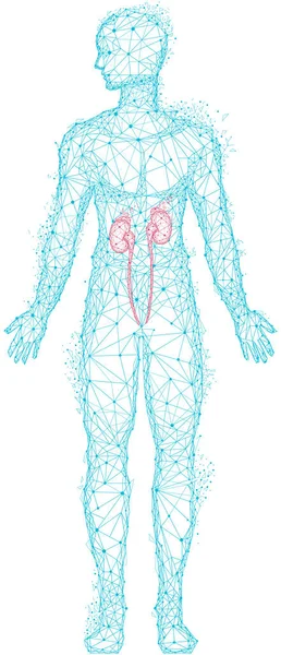 Polygonal human body with anatomical kidneys. Medical diagnostics of diseases of urinary system — стоковый вектор
