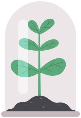 Deneyler için bitki ekin ve koruyucu kubbe altında araştırma yapın. Filizlerin üzerinde şeffaf cam kap