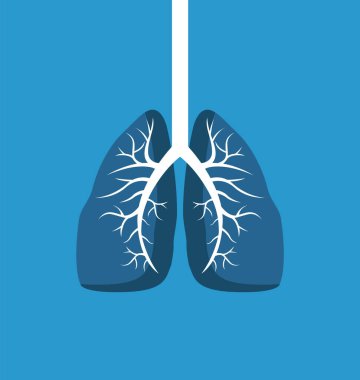 Ciğerlerde mavi arkaplanda izole edilmiş resim pankartı, beyaz soluk borulu insan organının vektör çizimi, organizma parçası, renkli biyolojik poster