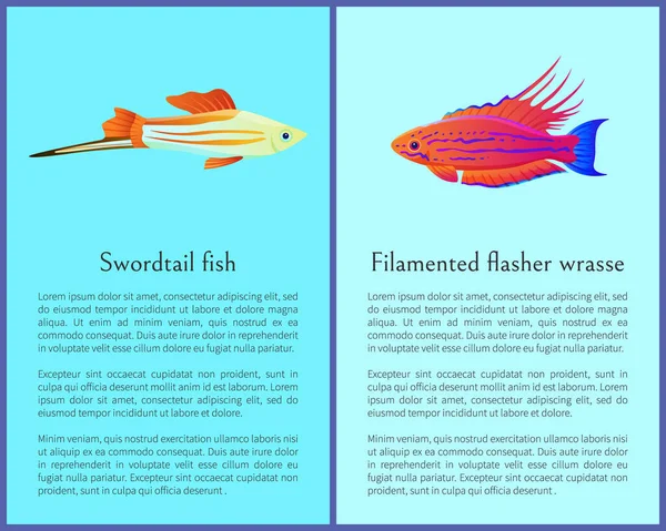 Filamentierte Lippfisch Und Schwertschwanzsymbole Süßwasser Aquarium Haustiere Silhouette Bild Auf — Stockvektor