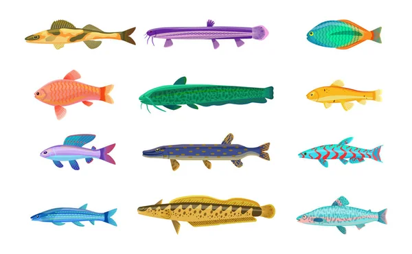 Jack Dempsey Cichlid Fish Set Marine Ocean Dwellers Spots Body — Stock Vector