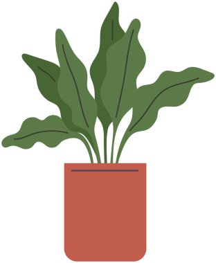 Beyaz arka planda izole edilmiş saksı. Seramik kapta uzun yapraklı dekoratif yeşil bitki saksısı. Yurt içi yeşillik kavramı. Ev içi tesis simgesi