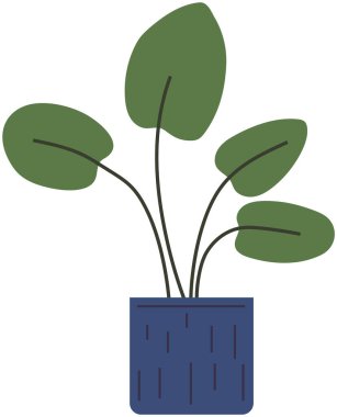 Beyaz arka planda izole edilmiş saksı. Seramik kapta uzun yapraklı dekoratif yeşil bitki saksısı. Yurt içi yeşillik kavramı. Ev içi tesis simgesi