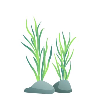 Yeşil deniz veya dekoratif akvaryum algae veya geniş büyük taş izinli ile deniz yosunu. Renkli karikatür vektör deniz illüstrasyon izole beyaz.