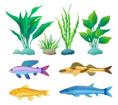 Aquarium fish and decorative algae with stone colorful icon set. Yellow and orange camouflage, blue striped and purple with spotted dorsal fin fishery