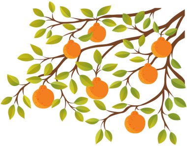 Turuncu turunçgil ağacı vektör çizimi. Yaz doğası, yeşil yapraklı ve mandarin meyveli tropikal egzotik ağaç. Mandalina ya da portakal. Doğal ekolojik gıda, meyve bahçesi elementi