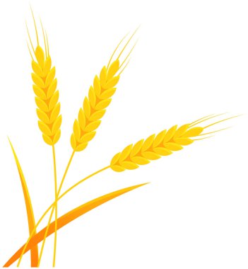 Fırın için buğday, ekmek dükkanı, tarım şirketi logosu tasarımı. Tarım ve çiftçilik kavramı. Hasat ve ürün toplama mevsimi. Buğday, tarım ürünleri, tahıl