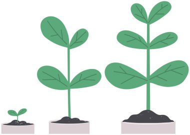 Houseplant, green sprout in white pot. Plant for experiments and research isolated on white background. Plastic container, sprig in ground. Bush with leaves and trunk. Potted plant for home decoration