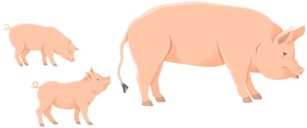 Pink Pig Domestic Farm Animal Sow Piglets Piggy Swine Artiodactyl — Stock Vector