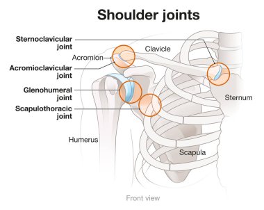 Shoulder anatomy. Four major joints of the shoulder.  clipart