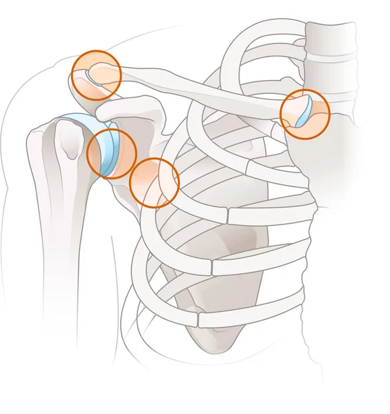 Anatomie Ramen Čtyři Velké Klouby Rameni — Stock fotografie