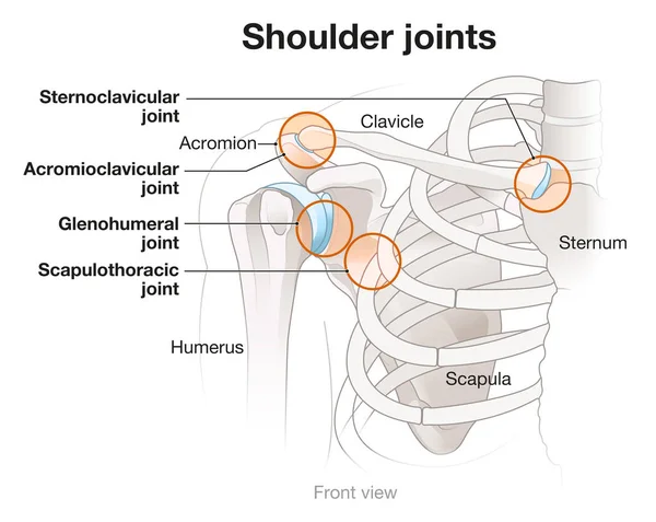 Omuz anatomisi. Omzunun dört ana eklemi. 