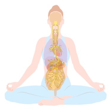 Vagus siniri, meditasyon, kadın, parasempatik, 