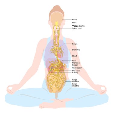 Vagus siniri, meditasyon, kadın, parasempatik, 