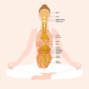 Vagus siniri, meditasyon, kadın, parasempatik, 