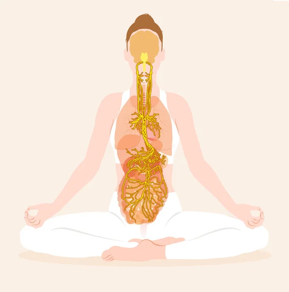 Illust Pokazujący Nerw Błędny Meditaion Kobieta Parasympatyczny — Zdjęcie stockowe