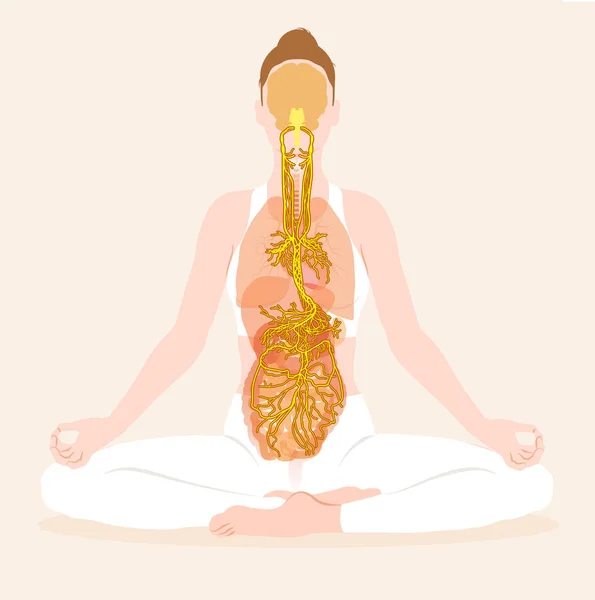 Illustration Zeigt Vagusnerv Meditation Frau Parasympathikus — Stockfoto