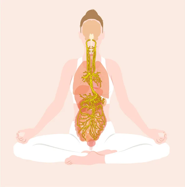 Illustration Som Visar Vagus Nerv Meditaion Kvinna Parasympatisk — Stockfoto