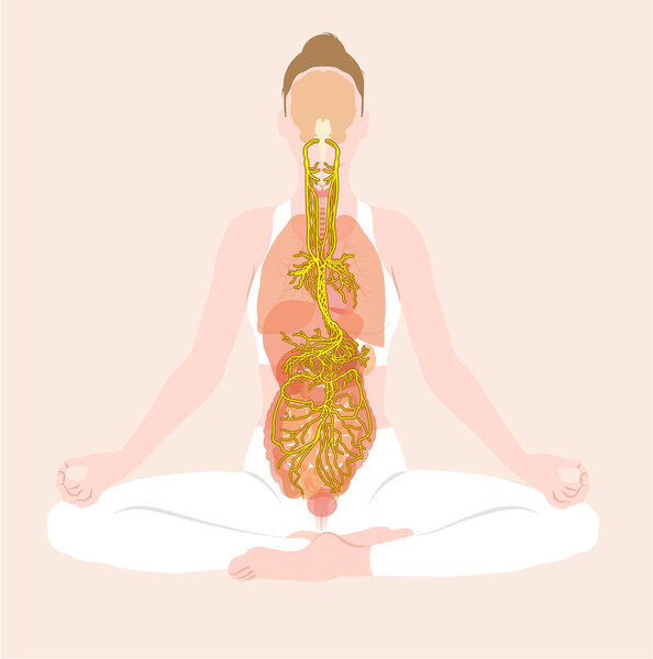 иллюстрация, показывающая блуждающий нерв, медитацию, женщину, парасимпатическую, 