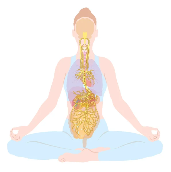 Ilustrace Vagus Nerv Meditace Žena Parasympatetický — Stock fotografie