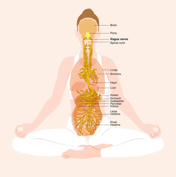 Illustration Som Visar Vagus Nerv Meditaion Kvinna Parasympatisk — Stockfoto