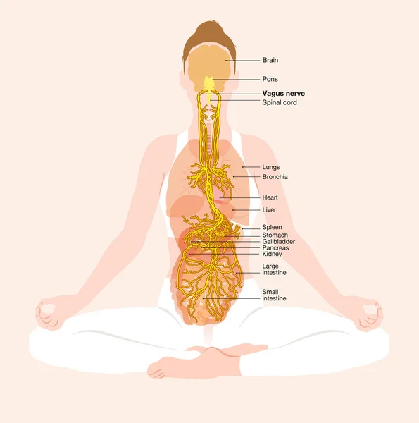 Illustration Showing Vagus Nerve Meditaion Woman Parasympathetic — Stock Photo, Image