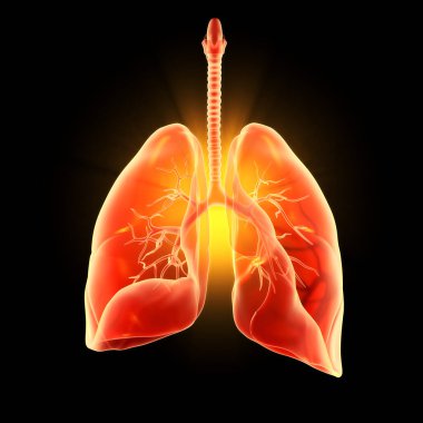 Illustration showing highlighted human lungs, pneumonia, 3D illustration clipart