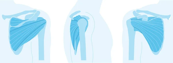 Schulteranatomie Rotator Manschettenmuskeln Blaue Version — Stockfoto